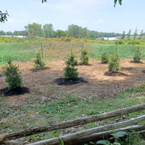 Newly-planted white pine trees in front of snow fencing, with old wooden rail fence in foreground 